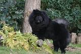 CHOW CHOW 789